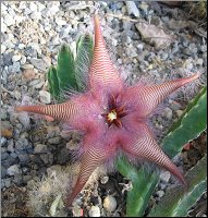 Stapelia asterias du jardin